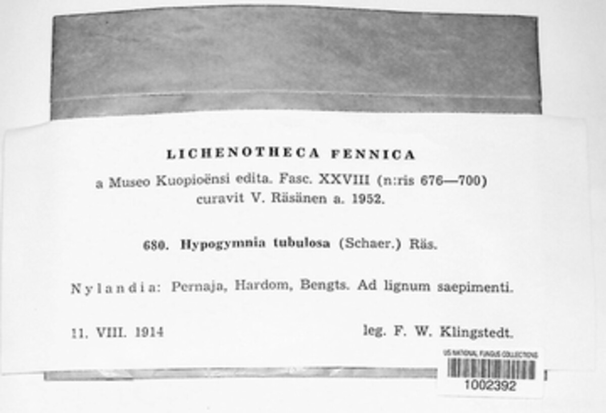 Hypogymnia image